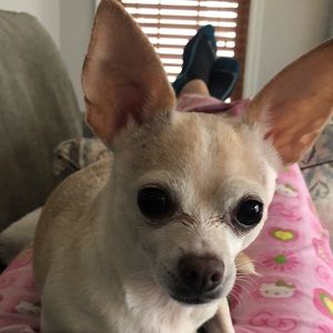 Meet your Posher, Ada